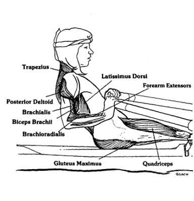 welke spieren train je met roeien